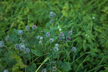 Green grass natural background texture
