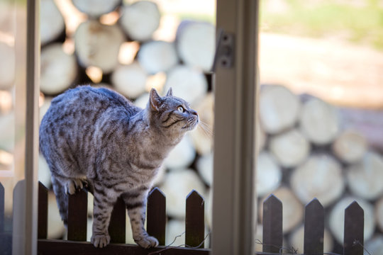 Curious cat on fence of family house in village.
