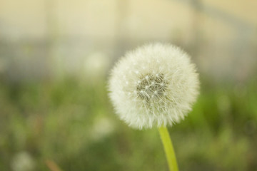 Dandelion in the center, blurred background