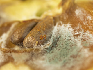 Spoiled fruits and mold close-up