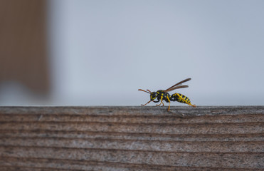 vespa em cima de madeira com fundo azul