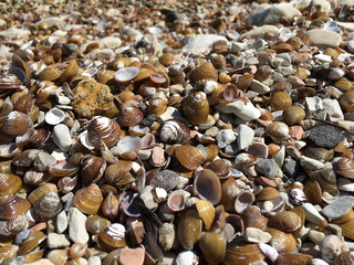 Seashells on the shore of Garda, Garda Lake, Lombardy, Italy, in a sunny day