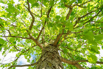 Fototapeta na wymiar Saftige grüne und große Baumkrone mit Blick nach oben