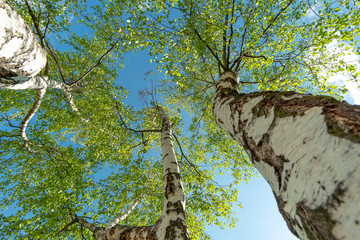 Leuchtende Baumkronen. Birken ragen in den blauen Himmel