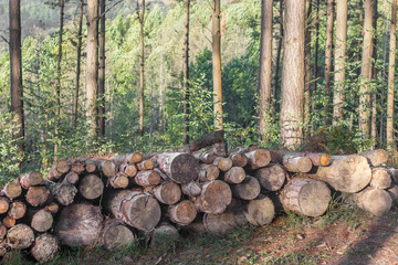 Firewood in a pine forest. Lumber warehouse. A pile of logs. Sawmill industry. A lot of logs. Firewood for construction. A cut of a tree trunk. The problem of deforestation. Blanks for woodworking.