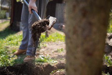Male gardener digging garden with the spade.