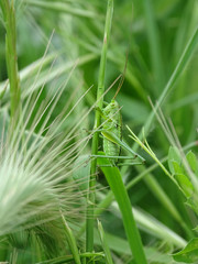 Une sauterelle verte