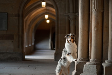 dog in an old castle. Low key. Ancient architecture, monastery