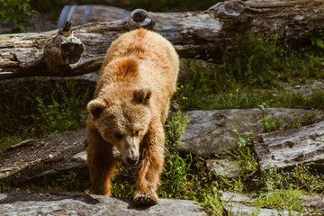 Bear Bern Brown Bear Grizzly Bear Switzerland