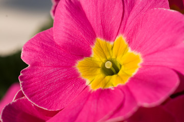 Close up of a primrose or primula flower in a spring garden