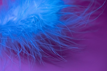 Delicate swan fluff on a purple background in a blue tint of light. Blurred focus. Selective focus. defocus.