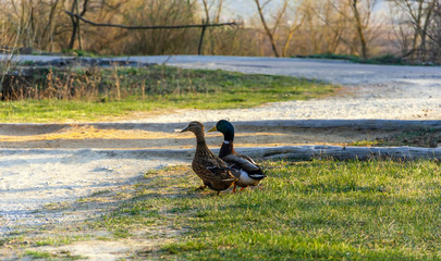 two ducks walking in the grass