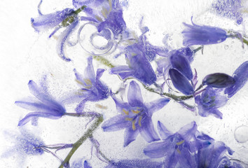 Close up of Purple Blue Bell Flowers in Clear Ice