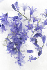 Close up of Purple Blue Bell Flowers in Clear Ice