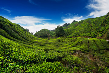 Fototapeta na wymiar tea plantation