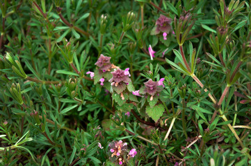 Nettle inflorescences in green grass