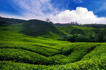 Fototapeta premium tea plantation