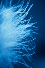 The most gentle swan fluff on a blue background. Ultra-blue color of fluff. Blurred focus. Selective focus. defocus.