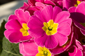 Close up of primrose or primula flowers in a spring garden on a sunny day