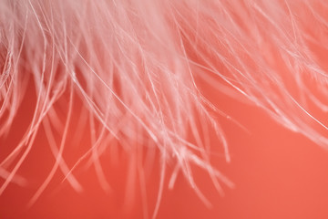 Gentle swan fluff on a peach background. Horizontal frame. Blurred focus. Selective focus. defocus.