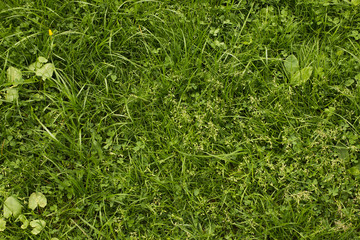 Green grass natural background texture