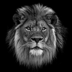 Close-up van leeuw tegen zwarte achtergrond