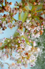 Branch of Flowers in Blue Ice
