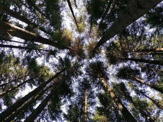 Looking up into sky, bottom view from forest
