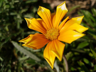 Yellow Gazania flower in the garden. Macro.