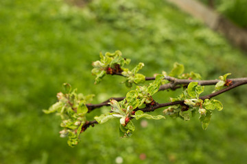 Red apple flower and burgeon, close up on blur background. Flowering branch of apple. Blooming spring garden. Flowers and burgeons apple close-up. Blurred background. Apple blossom in early spring.