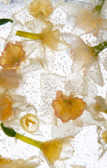 Beautiful Abstract Daffodil Flower Frozen in Clear Ice