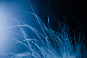 The most gentle swan fluff on a blue background. Blurred focus. Selective focus. defocus. Beautiful texture of fluff