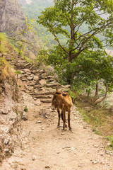 Donkey in the middle of a mountain path in the mountains of Nepal