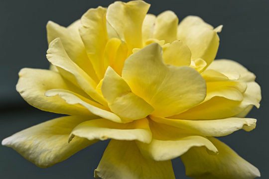 Close-up Of Yellow Flowers Against Black Background © janice mcgregor/EyeEm