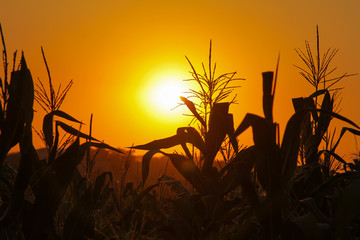 Nice evening sunset and big grass