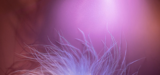 Fototapeta na wymiar Gentle swan fluff on a purple and pink background. Blurred focus. Selective focus. defocus. Beautiful texture of fluff