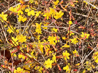 Yellow flowers Forsythia on the branches of a bush. Background of yellow flowers.