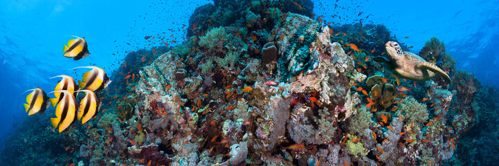 Underwater coral reef landscape super wide banner background in the  blue sea with colorful fish and marine life.