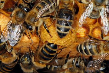 Bee, Honeybee, Apis mellifera, Thuringia, Germany, Europe