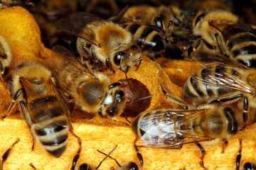 Bee, Honeybee, Apis mellifera, Thuringia, Germany, Europe
