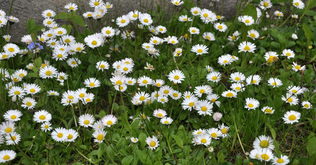 The perennial Bellis perennis bloom in nature © orestligetka