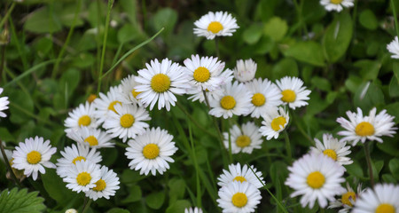 The perennial Bellis perennis bloom in nature
