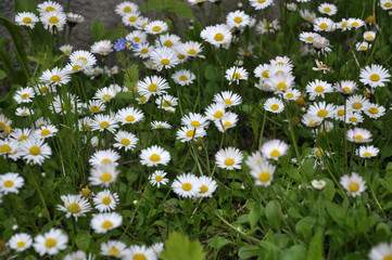 The perennial Bellis perennis bloom in nature © orestligetka