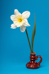 One white narcissus in a vintage jar on a blue background