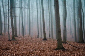 mgła w lesie © Paaeel