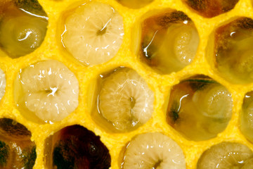 Bee, Honeybee, Apis mellifera, Thuringia, Germany, Europe