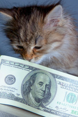 Humorous portrait of little beautiful cat sniffing money US Dollar bills as symbol of wealth, success and purposefulness.