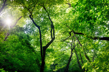 Scenic forest of trees with fresh green leaves. The sun's warm rays break through the foliage