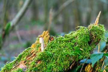 green Bryophyte. Mosses, or the taxonomic division Bryophyta moss in the forest. Green moss in the wet forest. The moss grows mostly on old trees