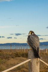 A northern peregrine falcon (Falco peregrinus calidus) in its environment, in the Natural Park of Ebro Delta